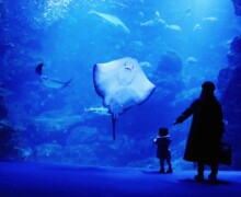 Voyage en haute mer - méduses - Nausicaa - BLC ZOOTECH