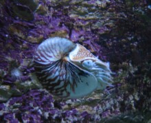 16Nautile LR - Pairi Daiza - BLC ZOOTECH