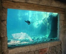 Algoa Bay manchot - Pairi Daiza - BLC ZOOTECH