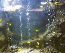 Aquarium - Pairi Daiza - BLC ZOOTECH