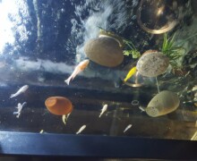 Aquarium plafond 2 - Pairi Daiza - BLC ZOOTECH