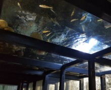 Aquarium plafond - Pairi Daiza - BLC ZOOTECH