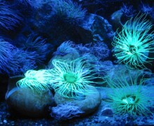 Espece fluorescence - Pairi Daiza - BLC ZOOTECH