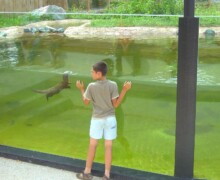 Loutre - Chize - Parc animalier Zoodyssée - BLC ZOOTECH