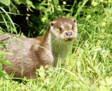 Loutre - Parc animalier Zoodyssée - BLC ZOOTECH