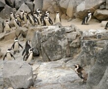 Manchot - Pairi Daiza - BLC ZOOTECH