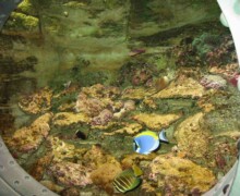 Nautilus hublot - Pairi Daiza - BLC ZOOTECH