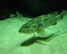 Nautilus mérou - Pairi Daiza - BLC ZOOTECH