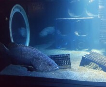 Voyage en haute mer - Bassin des mérous - Nausicaa