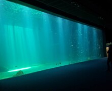 Voyage en haute mer - Nausicaa - Photo2