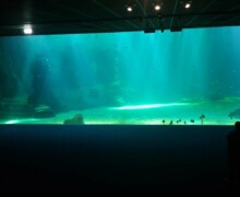 Voyage en haute mer - Nausicaa - Photo3