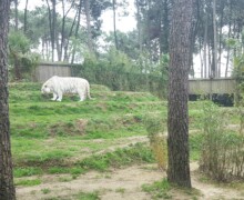 Zoo de la flèche - Lodges safari Photo 6 - BLC ZOOTECH