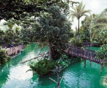 Bassin amazonien - Tropicalia