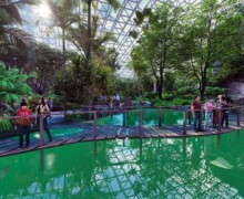 Test raie - Tropicalia